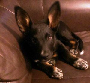 Happy Tail: Talia (formerly Star Red) 1 WP_20150519_004