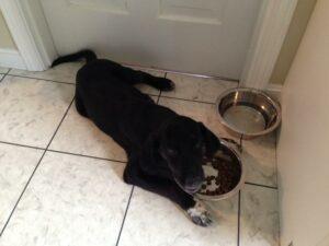Happy Tail: Cooper (formerly Danny Jo) 2 image2
