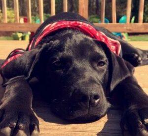 Happy Tail: Otis (formerly Bubba Jo) 1 image2
