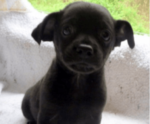 Happy Tail: Ricardo 1 ricardo