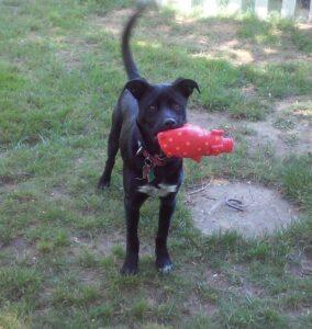 Happy Tail Update: Bandi 1 0610151352d