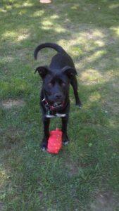 Happy Tail Update: Bandi 2 0610151353g