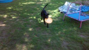 Happy Tail Update: Bandi 6 0610151354b