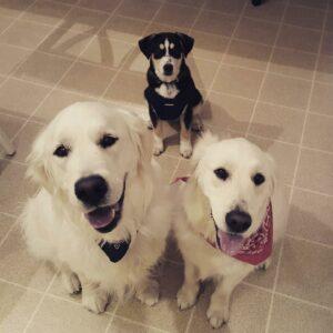 Happy Tail: Jake 2 image2