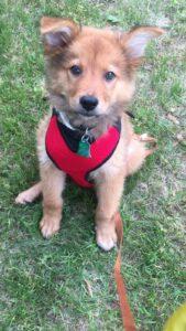 Happy Tail: Tyson (formerly Dulce Gelato) 1 image2