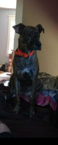 Happy Tail: Wally 5 wally1