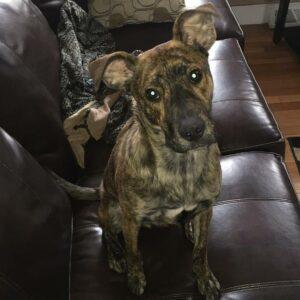 Happy Tail: Wally 1 wally5