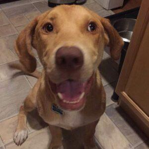 Happy Tail: Dunkin (formerly Amp) 1 Dunkin1
