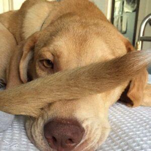 Happy Tail: Dunkin (formerly Amp) 2 Dunkin2