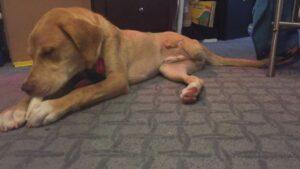 Happy Tail: Dunkin (formerly Amp) 3 Dunkin3