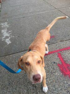 Happy Tail: Dunkin (formerly Amp) 5 Dunkin5