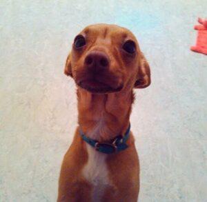 Happy Tail: Emma (formerly Noel) 2 Emma2
