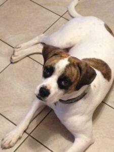 Happy Tail: Toby (formerly Bruiser) 1 Toby