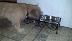 Happy Tail: Gracie 4 dinner time gracie