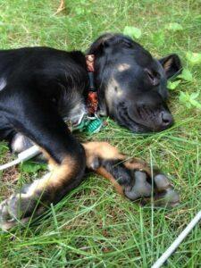 Happy Tail: Collin (formerly Bobby Bb) 1 image1 (4)