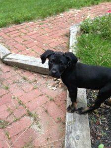 Happy Tail: Collin (formerly Bobby Bb) 2 image2 (1)