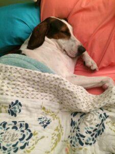 Happy Tail: Andi 3 Andi3