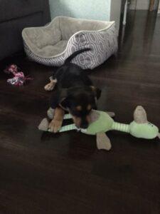 Happy Tail: Chessie 2 Chessie2