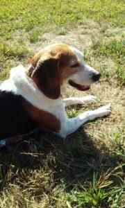 Daisy1