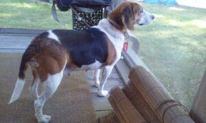 Daisy2
