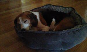 Happy Tail: Daisy (formerly June Bug, formerly Carina) 3 Daisy3