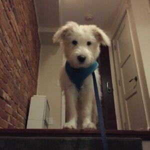 Gus3