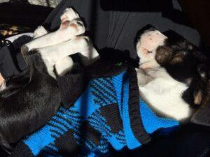 Happy Tail: Pickles (formerly Irene) 1 Pickles1