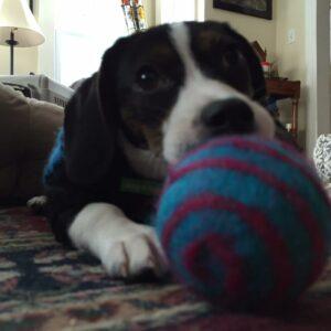Happy Tail: Pickles (formerly Irene) 2 Pickles2