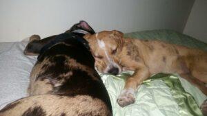 Happy Tail: Vinnie 2 Vinnie2
