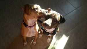 Happy Tail: Vinnie 4 Vinnie4