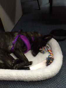 Happy Tail: Luna (formerly Rouxlette) 1 Luna1