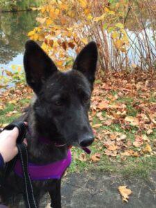 Happy Tail: Luna (formerly Rouxlette) 2 Luna2