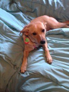 Happy Tail: Madin 1 Maddin1