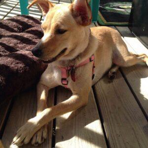 Happy Tail: Madin 2 Madin2