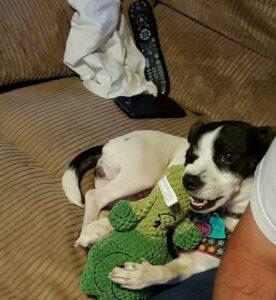 Happy Tail: Olivia (formerly Cherry) 1 Olivia1