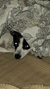 Happy Tail: Olivia (formerly Cherry) 2 Olivia2