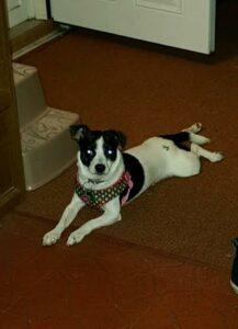 Happy Tail: Olivia (formerly Cherry) 3 Olivia3