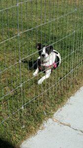 Happy Tail: Olivia (formerly Cherry) 4 Olivia4