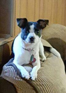 Happy Tail: Olivia (formerly Cherry) 5 Olivia5