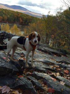 Happy Tail: Tuukka (formerly Barney) 1 Tuukka1