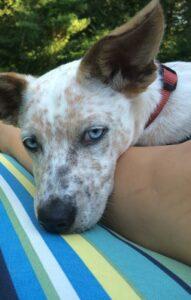 Happy Tail: Abby 4 Abby1