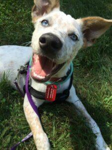 Happy Tail: Abby 2 Abby2