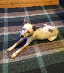 Happy Tail: Abby 1 Abby3
