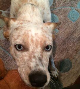 Happy Tail: Abby 3 Abby4