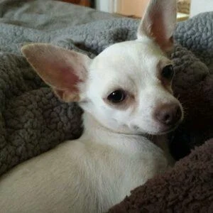 Finley1