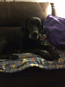 Happy Tail: Leah (formerly Rhonda) 1 Leah1