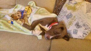 Happy Tail: Bogey 1 bogey1