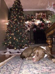 Happy Tail: Bogey 3 bogey2
