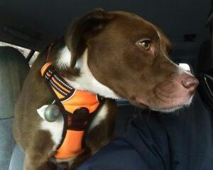 Happy Tail: Bogey 4 bogey3
