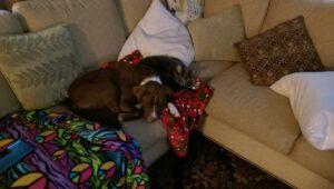 Happy Tail: Bogey 2 bogey4
